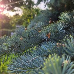 Chłopaki z działeczek