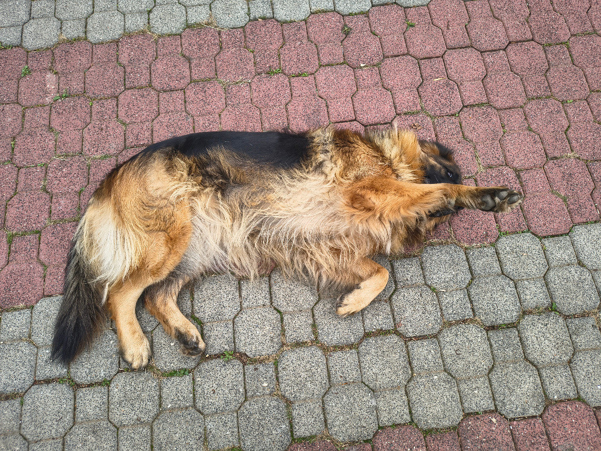 394982f2-f2de-4b2c-ac3f-4bef95002a52