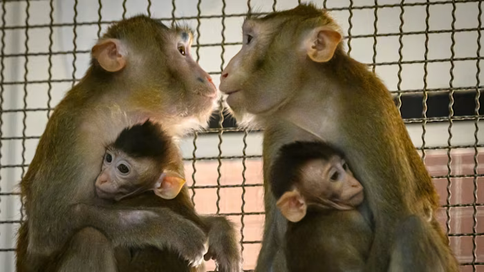 Ceny małp laboratoryjnych gwałtownie rosną w związku z boomem biotechnologicznym w Chinach
