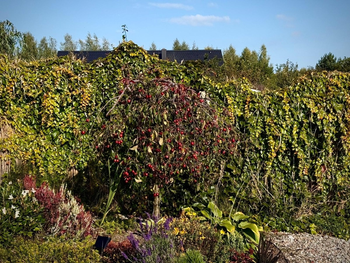 1065f818-8c6c-4500-910a-e50804b71559