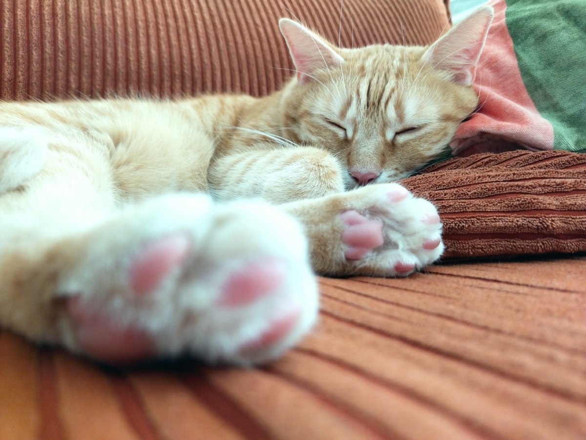 da96e7f7-a0c0-4755-8895-38dec624b500