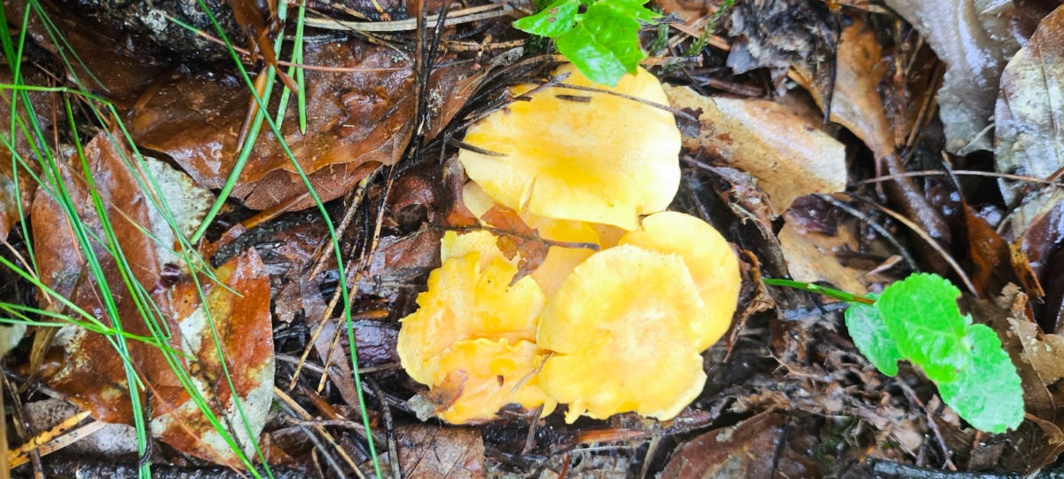 f65c62c8-f7ce-4cb5-b54b-c5326bae1f39