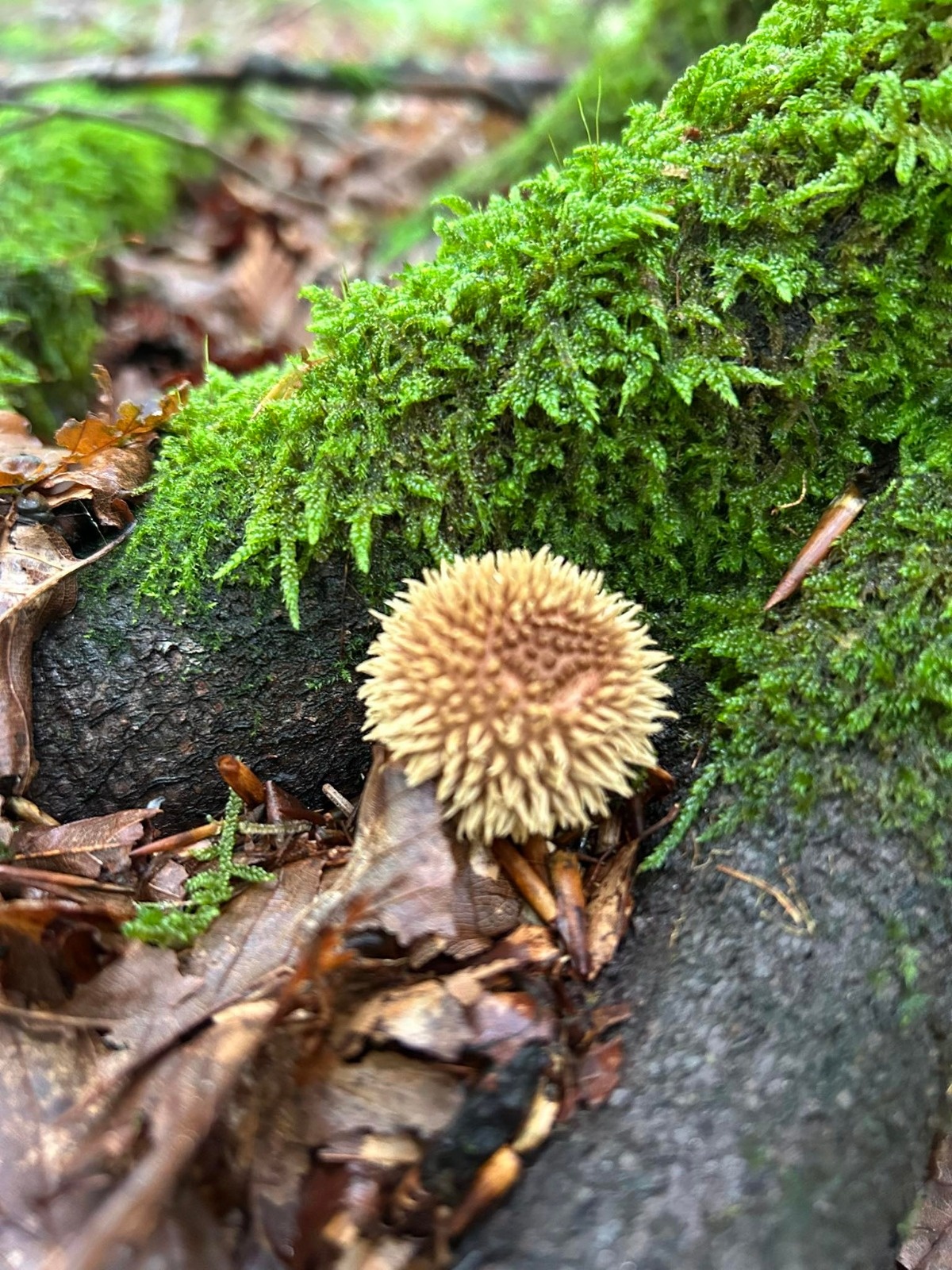 bc363f99-7d12-4b46-a695-0bc237466704