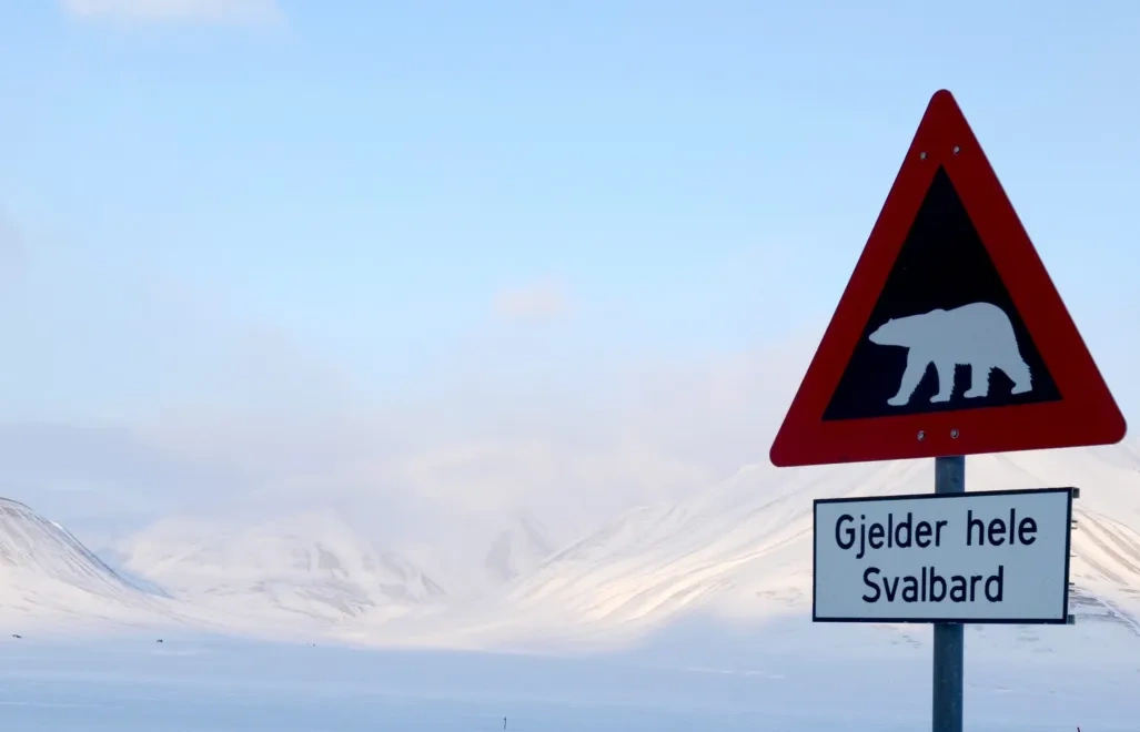 Agresywny niedźwiedź polarny zastrzelony w Norwegii