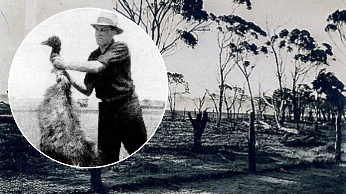 Dlaczego Australijczycy wysłali wojsko przeciwko Emu... i przegrali?