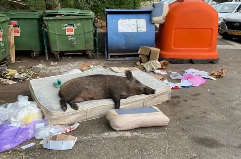 b3c8b9de-9fea-449d-87fa-b53b603ab769