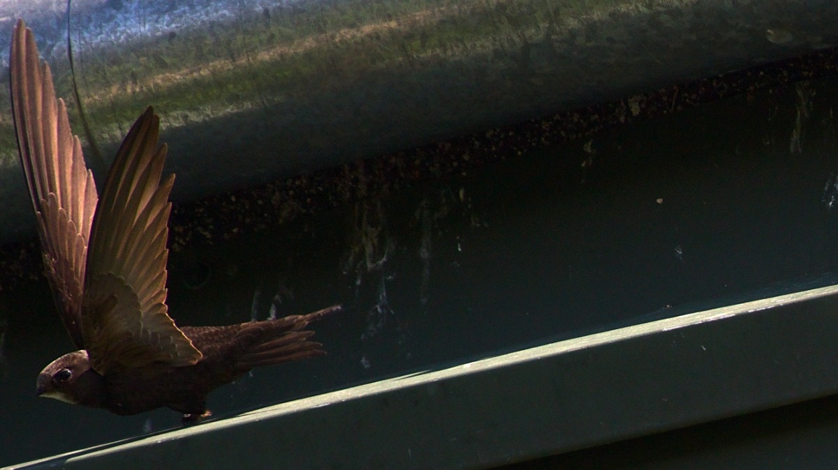 7db4a67a-295b-4d5e-b613-14a138be84c7