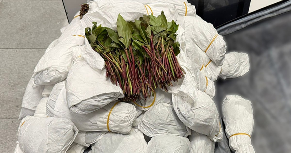 Miała w walizce roślinę wartą ponad 243 tys.zł. Grozi jej nawet 20 lat więzienia