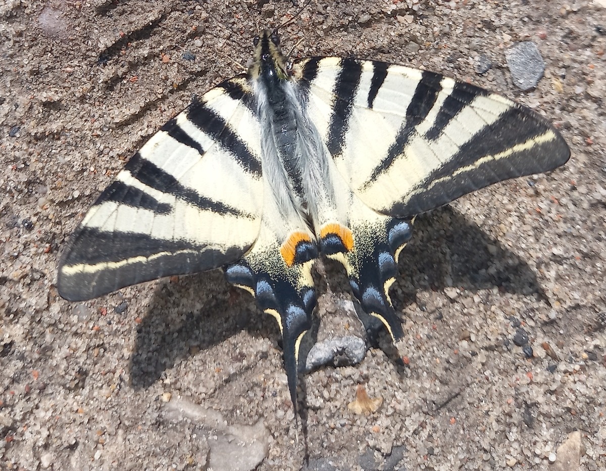 9fdab684-073f-4ed0-8318-495b383f6fea