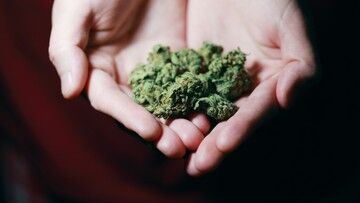 Legalna marihuana w Niemczech. Zapis w umowie koalicyjnej