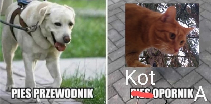 8aba7ac2-1819-428c-8efa-a21f3904b0a3