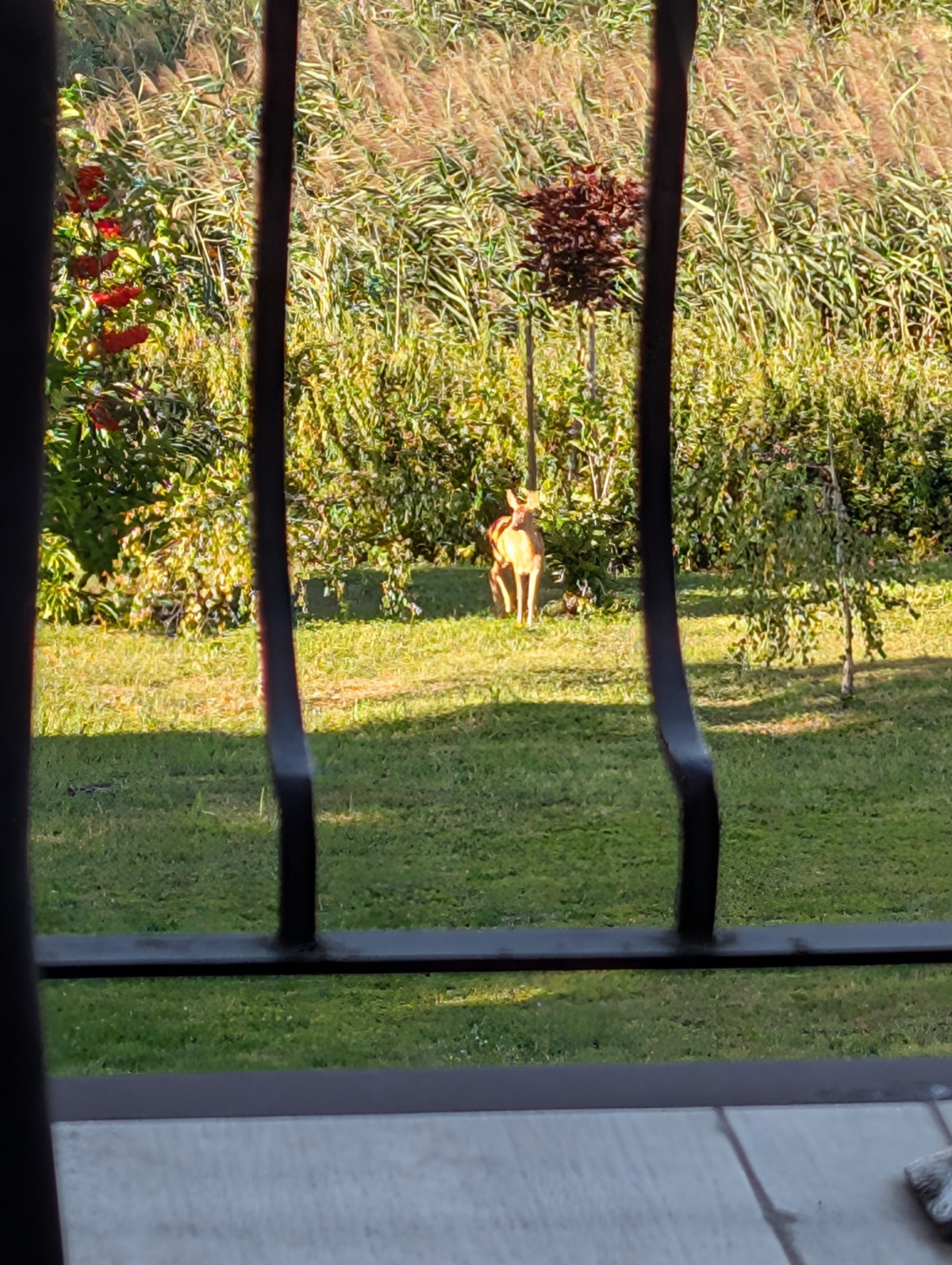 51af9cc3-d45c-402d-bd8d-500ba1a49ab9