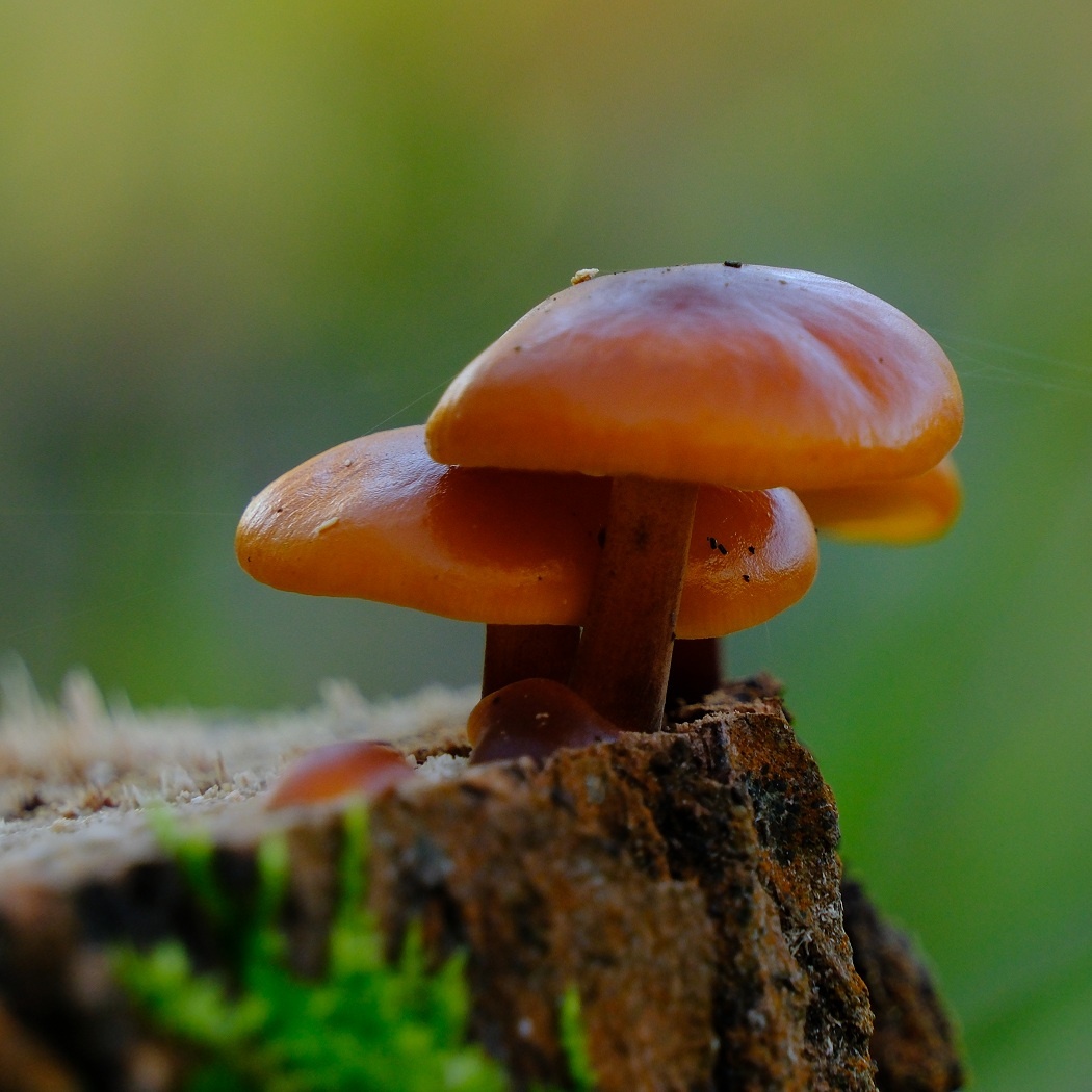 Płomiennica Zimowa - Flammulina Velutipes / Fotografujemy Przyrodę