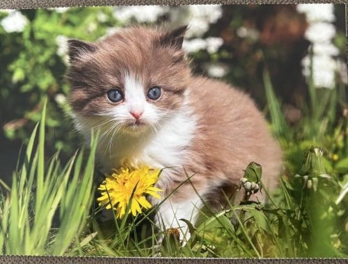 ba29144a-6e9c-421a-a72c-b6eb9b5a4d4f