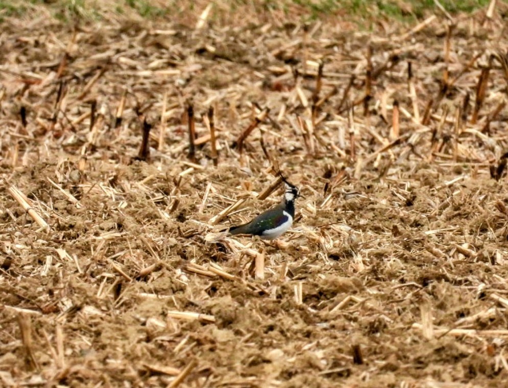 e473ca06-3987-496c-bd62-f6328821bfa0