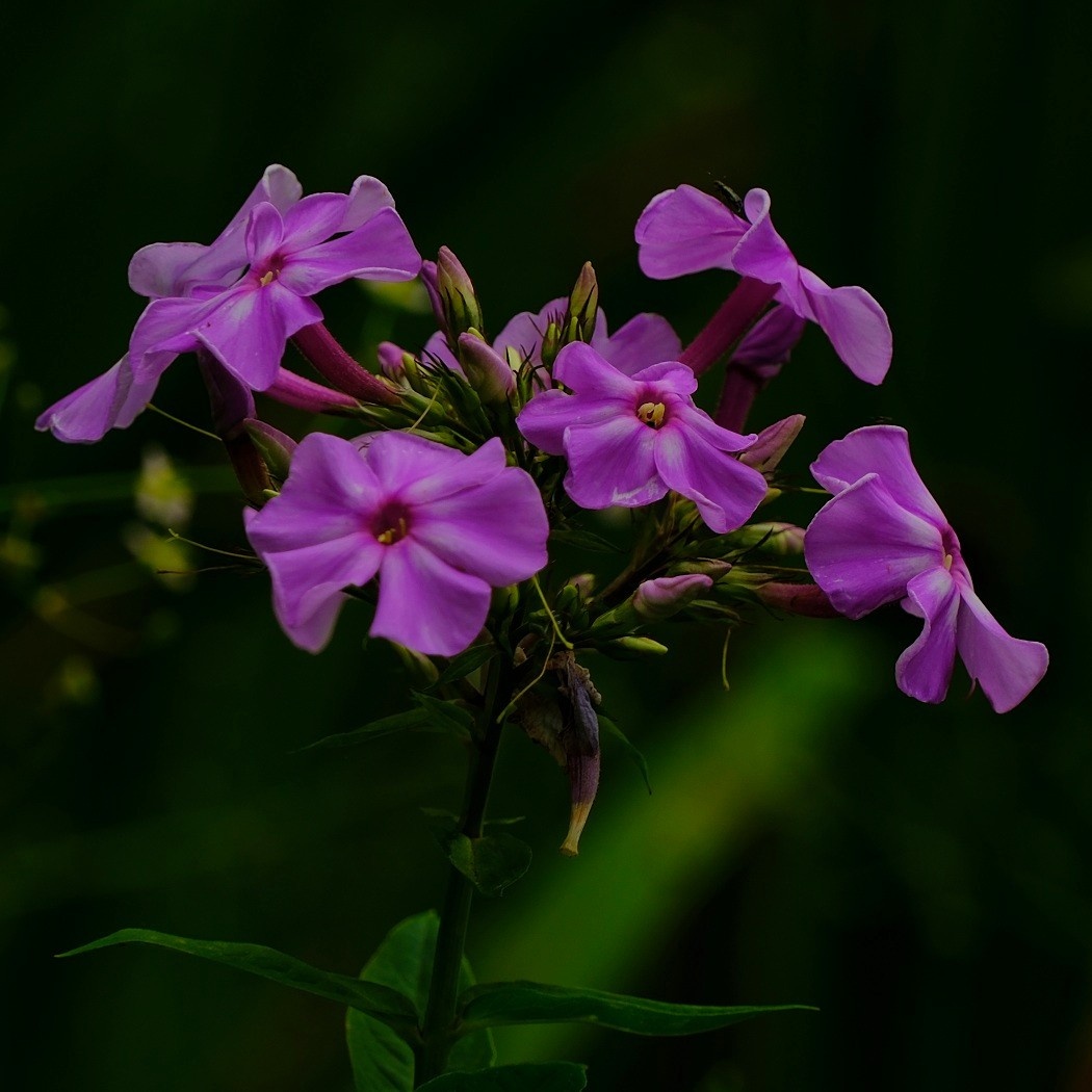 Floks Wiechowaty - Phlox Paniculata  / Fotografujemy Przyrodę