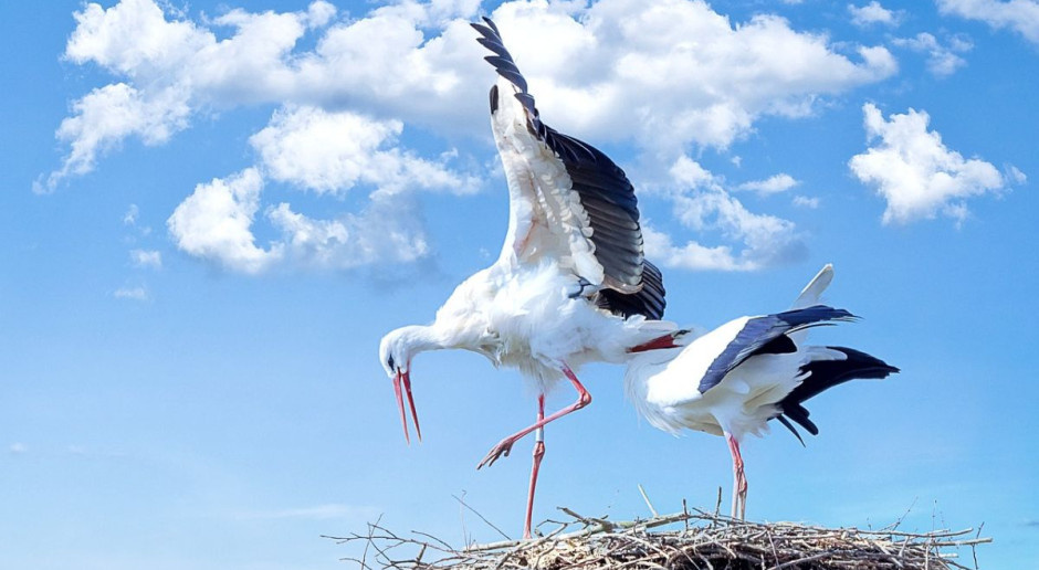 Bociany już sejmikują na Warmii i Mazurach – odlot szybciej niż zwykle - Echo Polski • portal informacyjny, wiadomości, newsy, porady