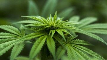 Meksyk. Sąd Najwyższy zdepenalizował rekreacyjne spożycie marihuany