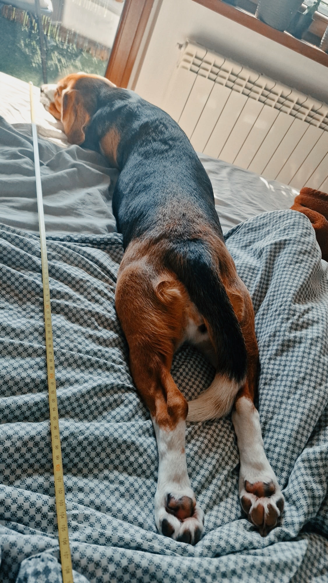 e62decaf-b92b-4281-9e98-9f4ccf7ff70e