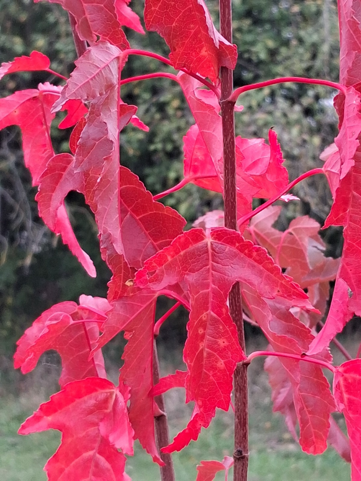 6cfea0cf-154c-433f-a26a-6ab4f02e87d6