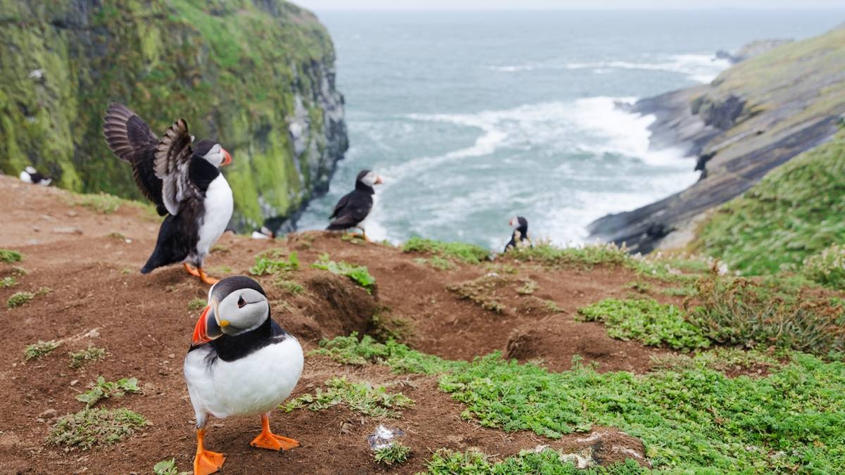 Wyspa Skomer szuka wolontariuszy do obserwacji ptaków