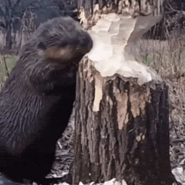 378c7fbe-f23e-4cf0-9c59-83c73fc45e7f