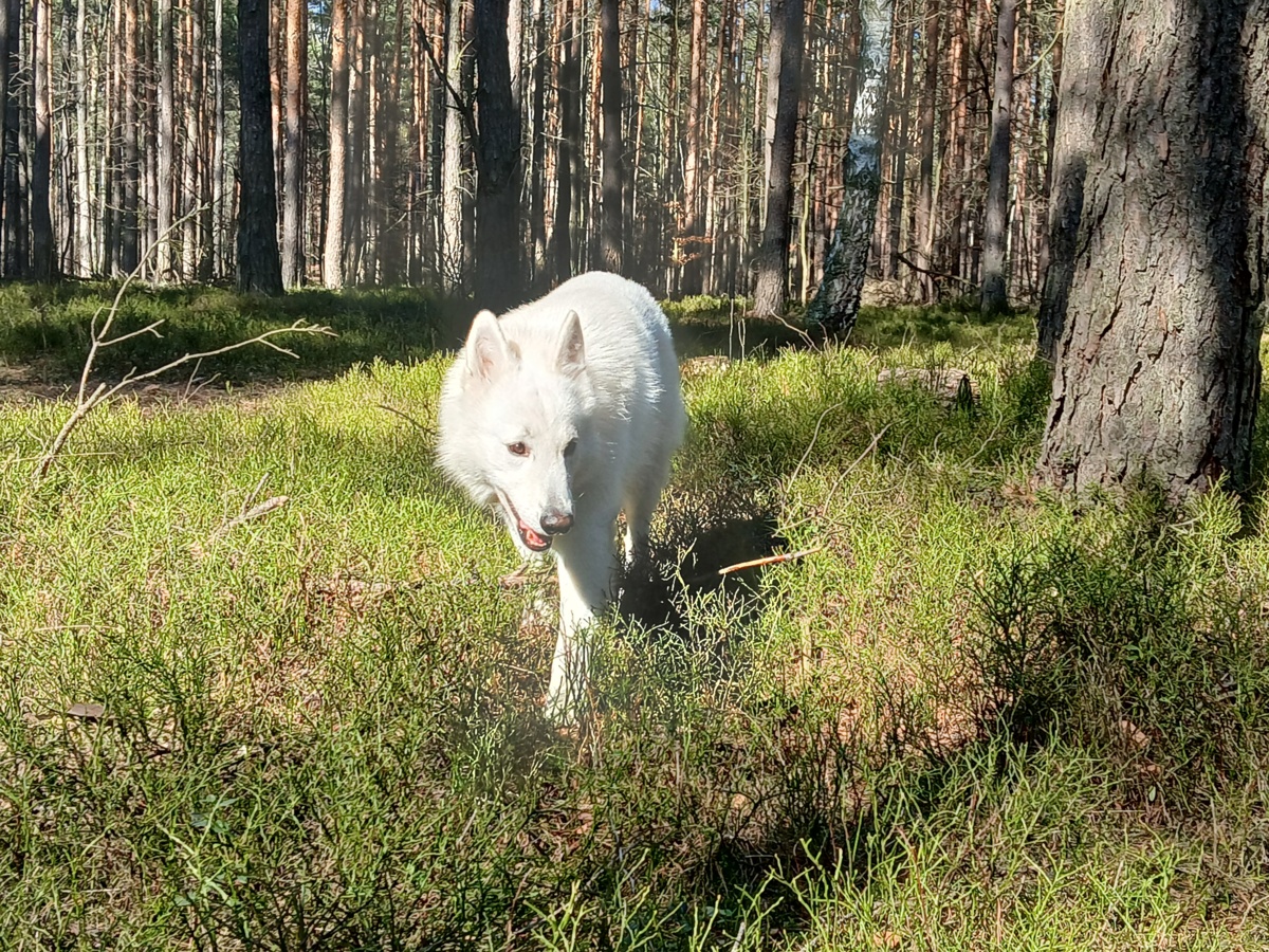 e2e802da-3181-47d0-9bd4-3b0e54fae69f