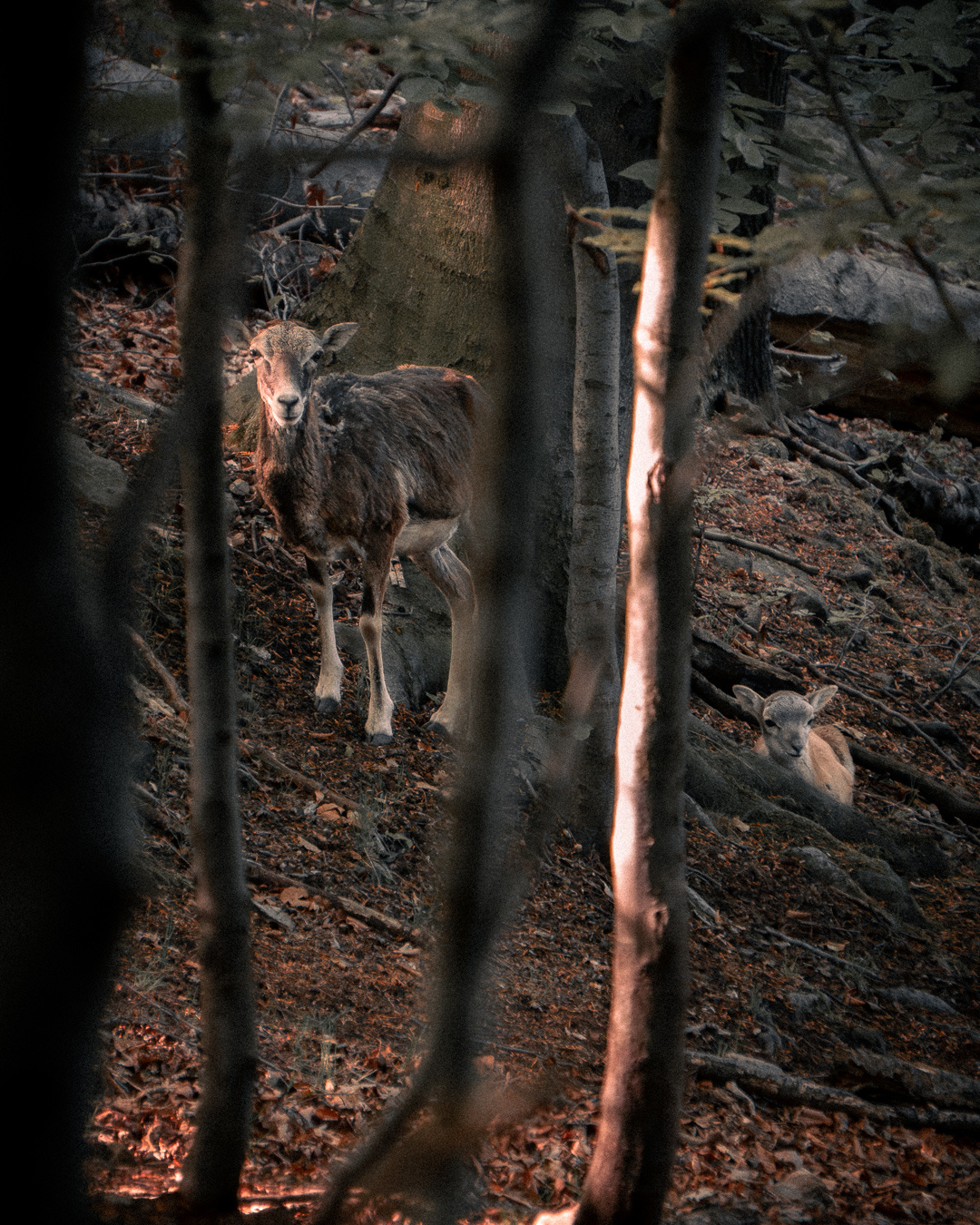 1735c4e2-363b-47dd-83bb-9c8ce5d6d86d