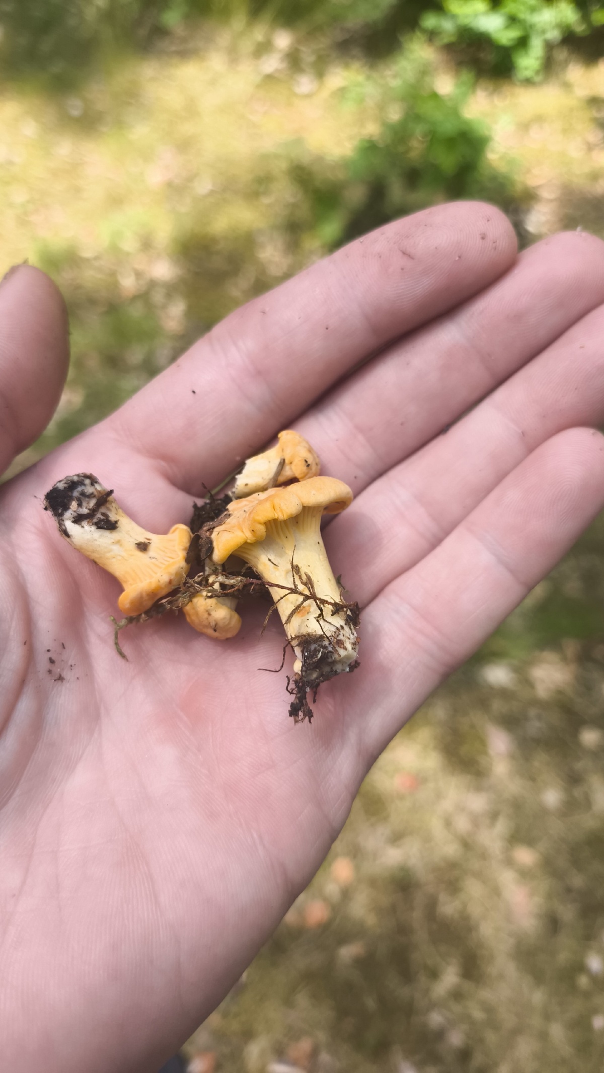 31d29b8d-8c73-456b-9005-92eaa441b92a