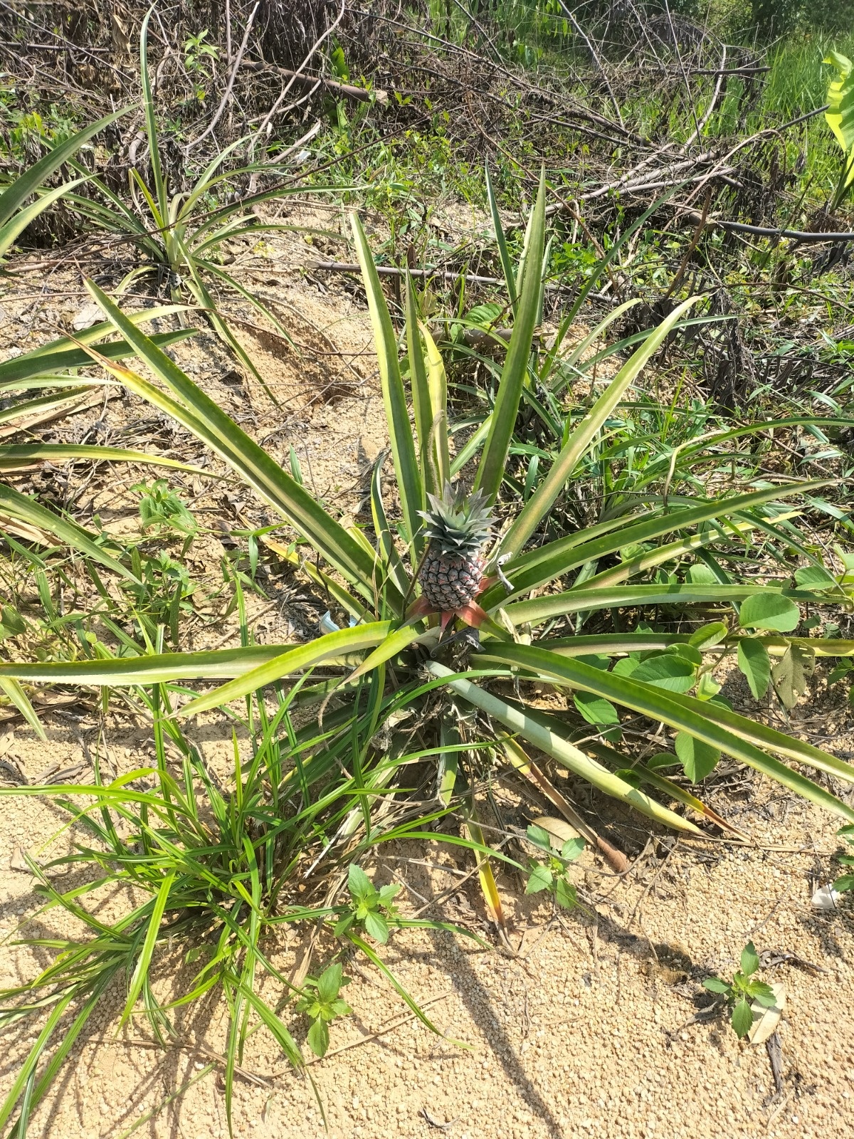 e4b65ad1-a7b5-480c-b5f5-21ed46c298c1