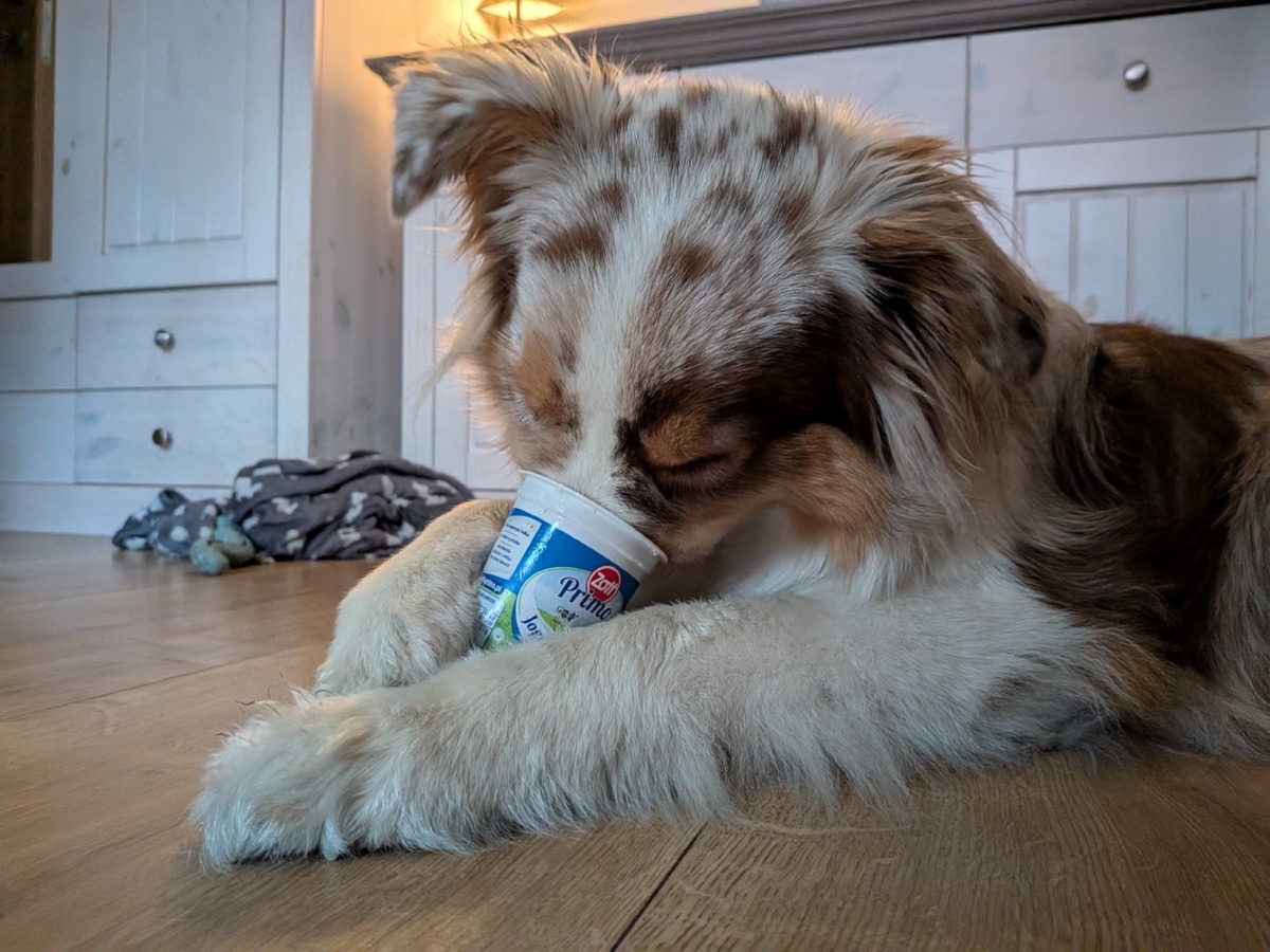 6e78ed93-44de-4315-ae66-889dd8cd3123