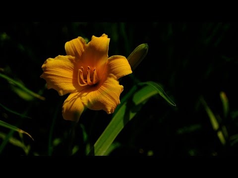 Letnia Uzdrawiająca Muzyka 432 Hz Redukuje Stres i Niepokój