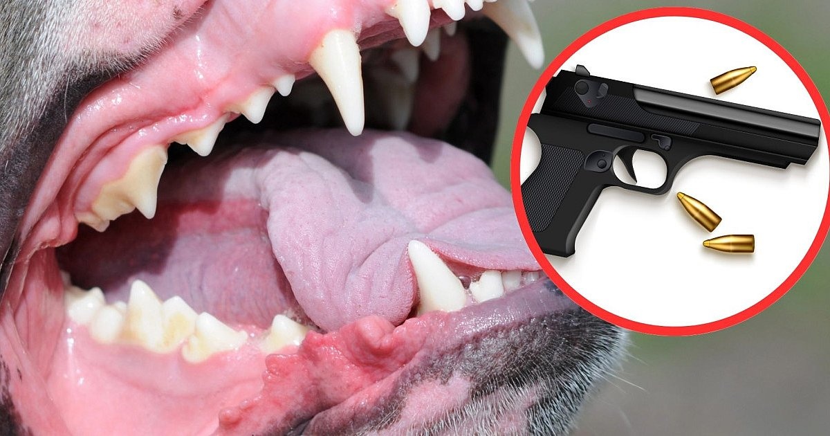 Pies pogryzł dziecko i ojca – zginął od policyjnej kuli