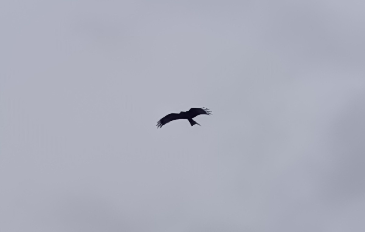 774ec6bf-d4dd-4d10-859d-c9591c531761