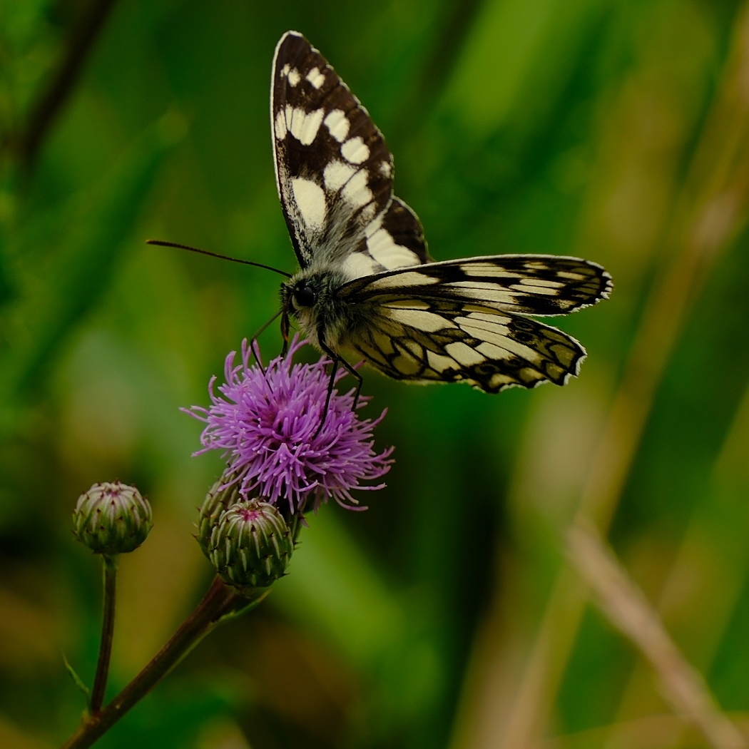Polowiec Szachownica motyl. Melanargia Galathea