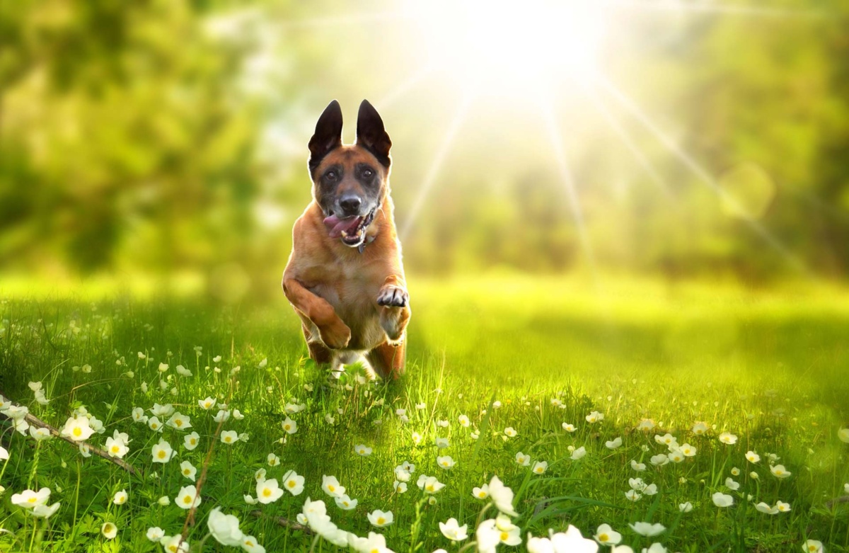 Ciemna Strona Wiosny - mapa kleszczy w Polsce