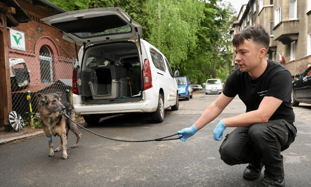Schorowany pies konał w odchodach w mieszkaniu w centrum Szczecina. Opiekunowie się temu tylko przyglądali