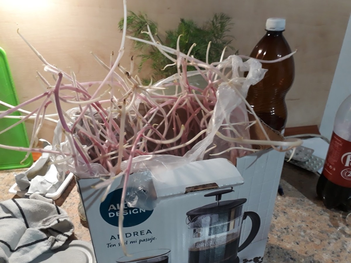 2f75382b-b792-44a7-b4ae-fcde5bf001c5