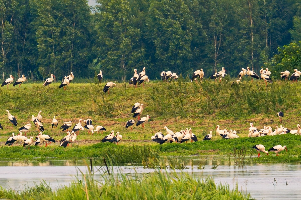 d3730eb3-35e5-4e0c-9270-07297f3e52e9