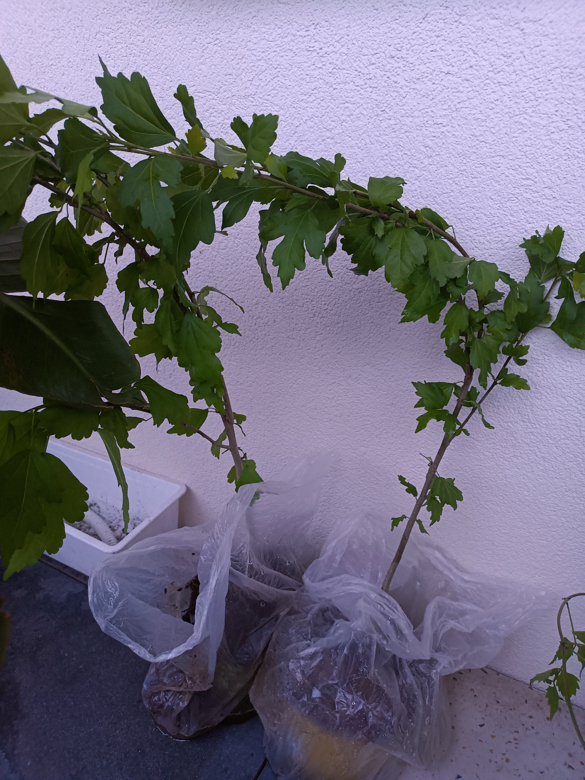 e86fc5f1-f6c2-4d46-b752-22b051a84a73