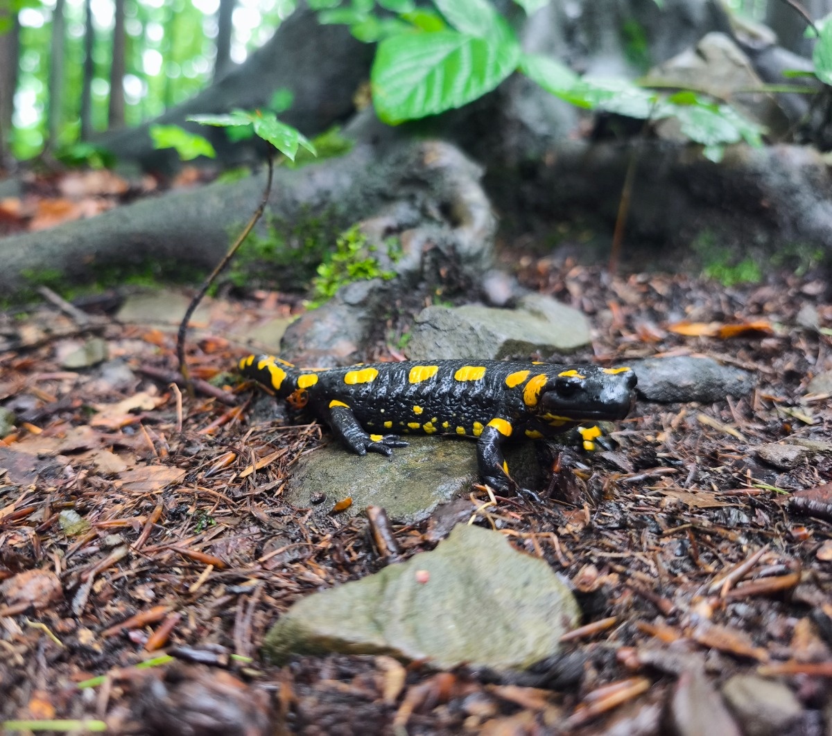 8912e732-0806-46a5-be59-c3878a51bce0