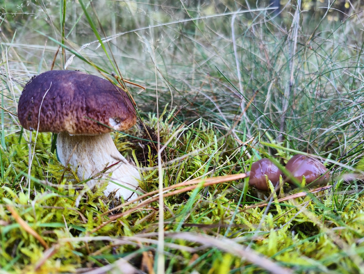 2f565537-ab90-44e0-80b8-230f20c5e1c8