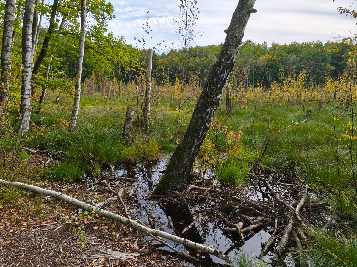 42ede97a-06b0-405b-a317-950629981a0e