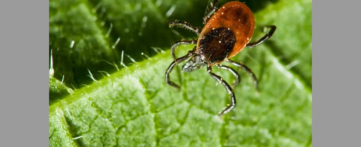 Ekspert: silne mrozy nie oznaczają końca problemów z komarami i kleszczami