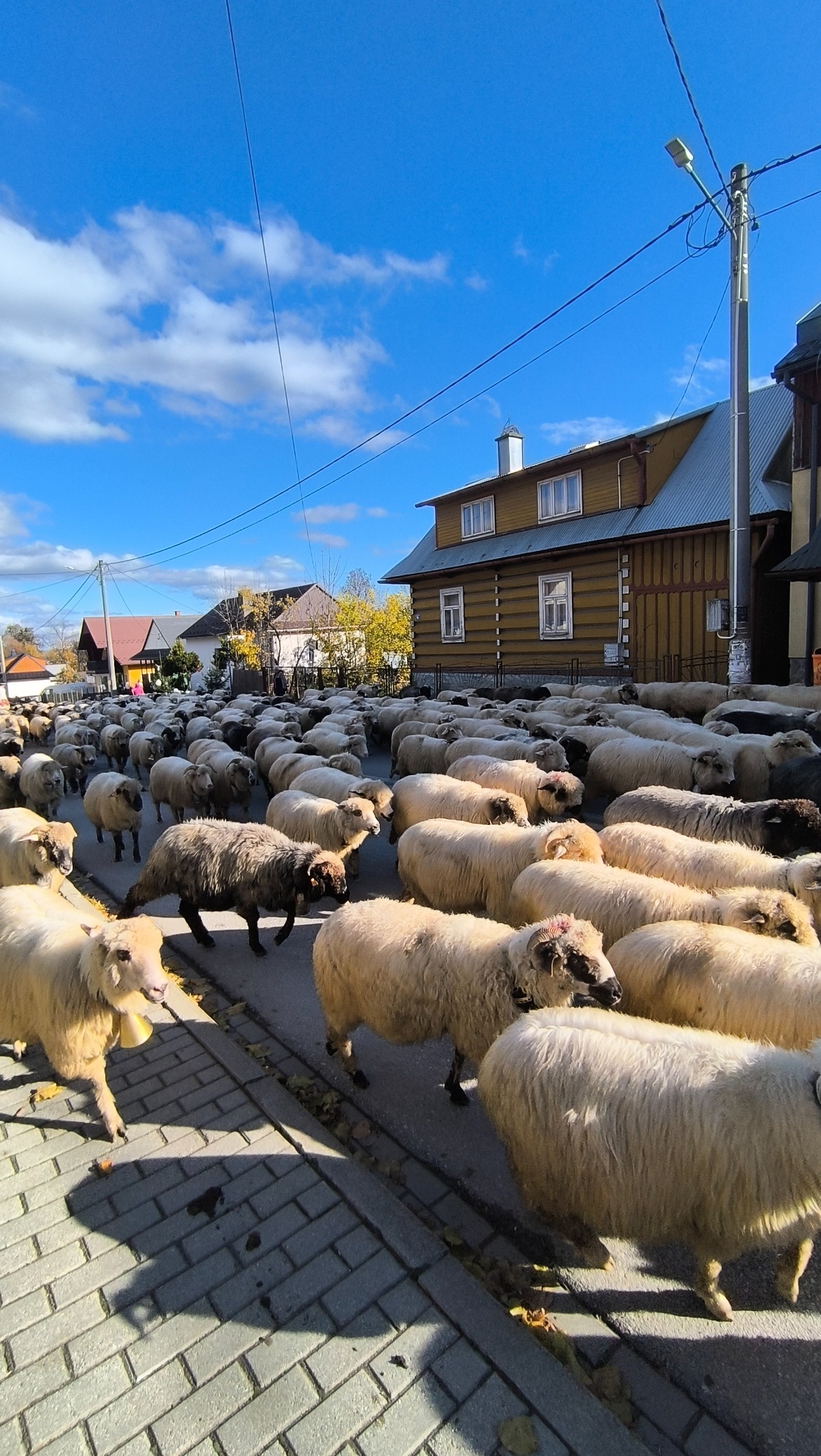 ca952e93-0efc-40ae-aee4-73ba00424ad4