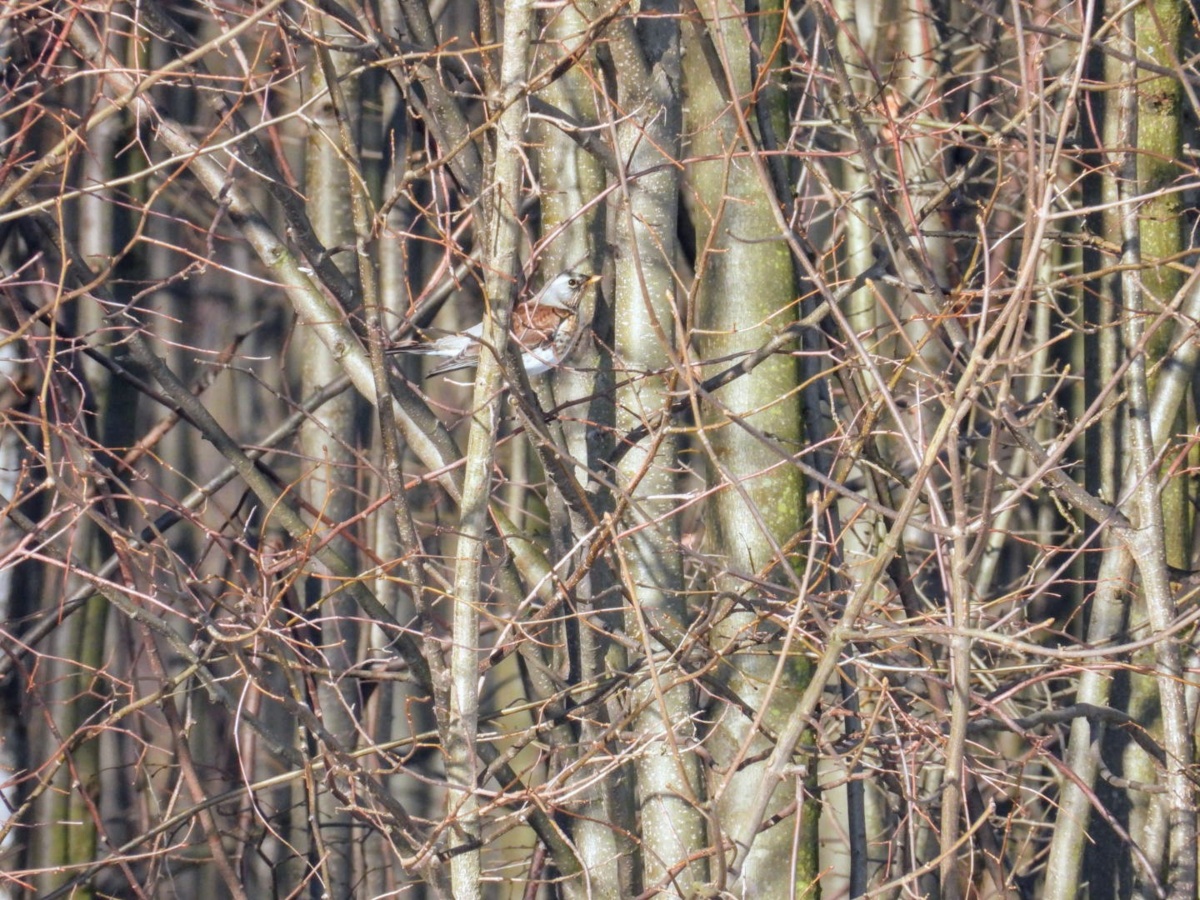 fe5f6598-5230-4d69-8ce2-48f443aada76