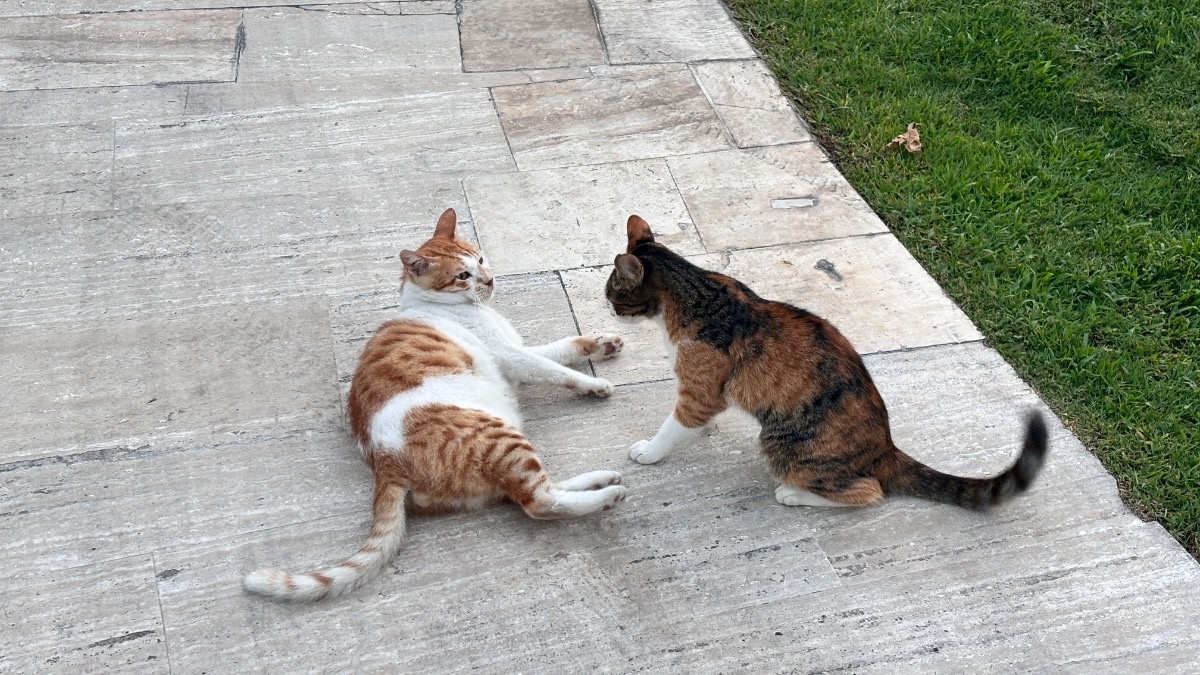 365351c5-7083-446f-b1a0-6438a6e82a7e