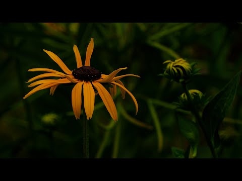 Letnia Głęboko Uspokajająca Muzyka Na Bezsenność