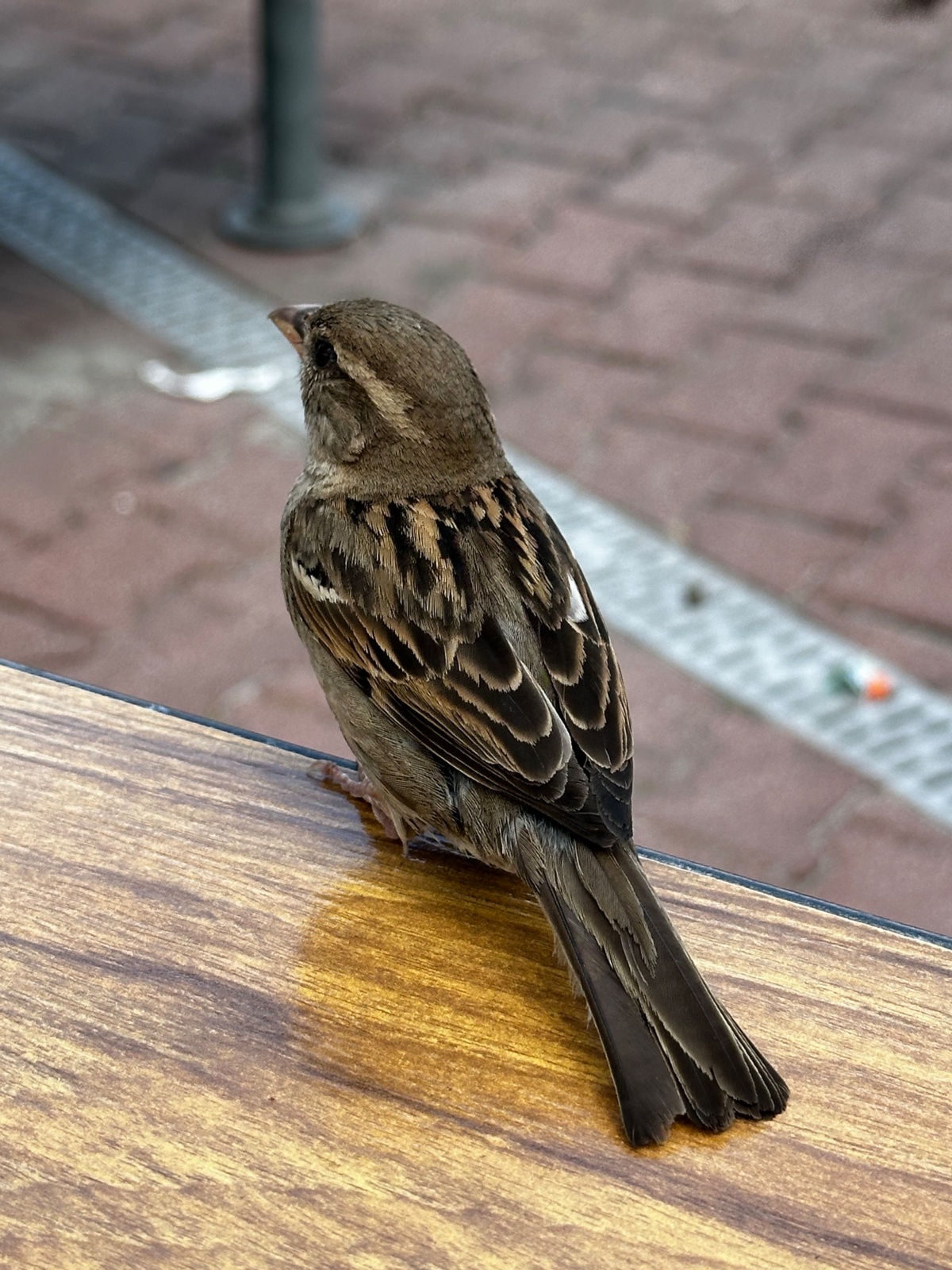 58f80e1b-1ebf-4a3c-b274-b5b1a0c497f1