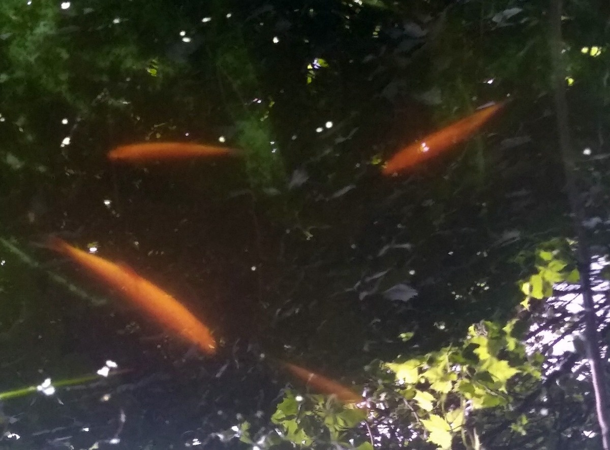 45ae1e76-ab25-4758-97ad-955069632755